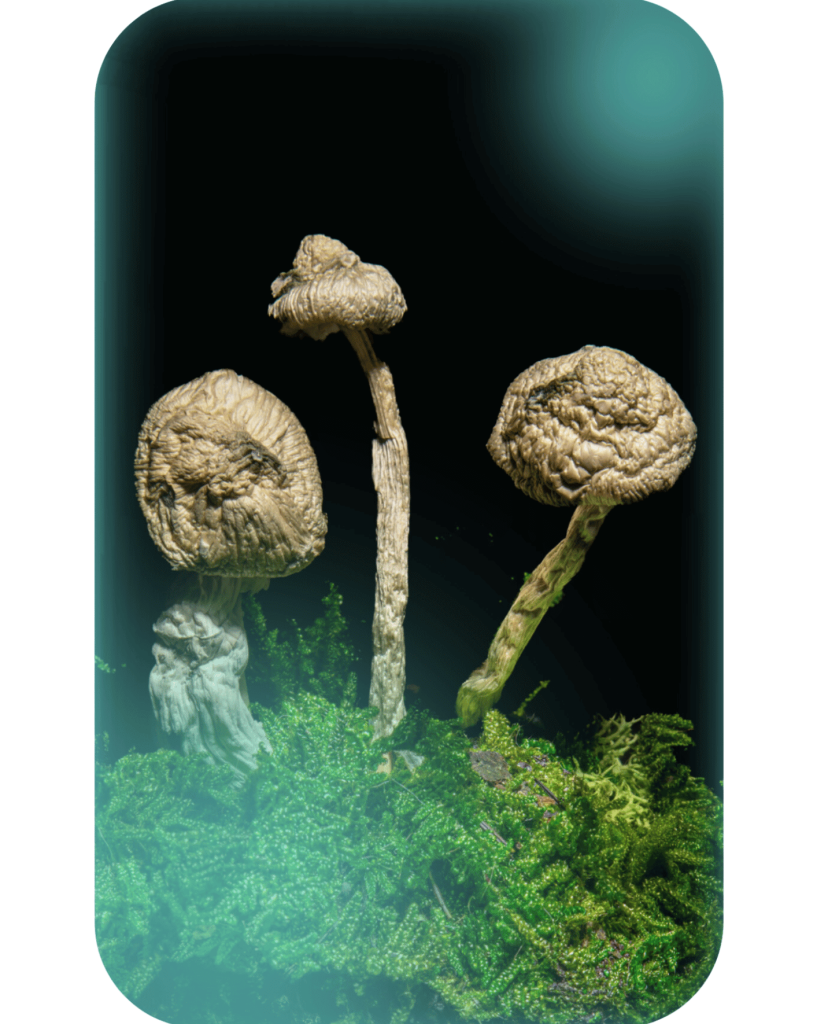 Buy Albino Chode Wave, a powerful magic mushrooms strain from Wellshroomness DC, a trusted dispensary in Washington DC