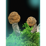 Buy Bluey Vuitton, a powerful magic mushrooms strain from Wellshroomness DC, a trusted dispensary in Washington DC