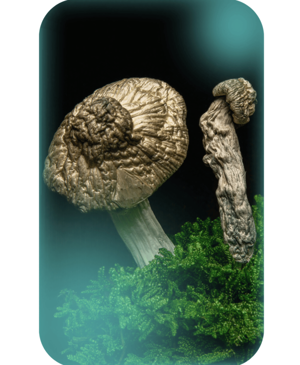 Buy Jack Frost, a powerful magic mushrooms strain from Wellshroomness DC, a trusted dispensary in Washington DC