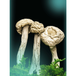 Buy Jedi Mind Fuck, a powerful magic mushrooms strain from Wellshroomness DC, a trusted dispensary in Washington DC