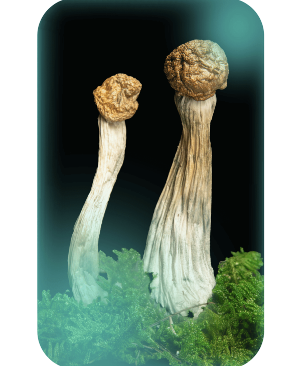 Buy Penis Envy 22, a powerful magic mushrooms strain from Wellshroomness DC, a trusted dispensary in Washington DC