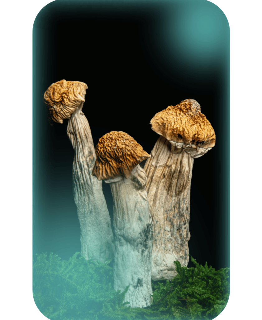 Buy Penis Envy, a powerful magic mushrooms strain from Wellshroomness DC, a trusted dispensary in Washington DC