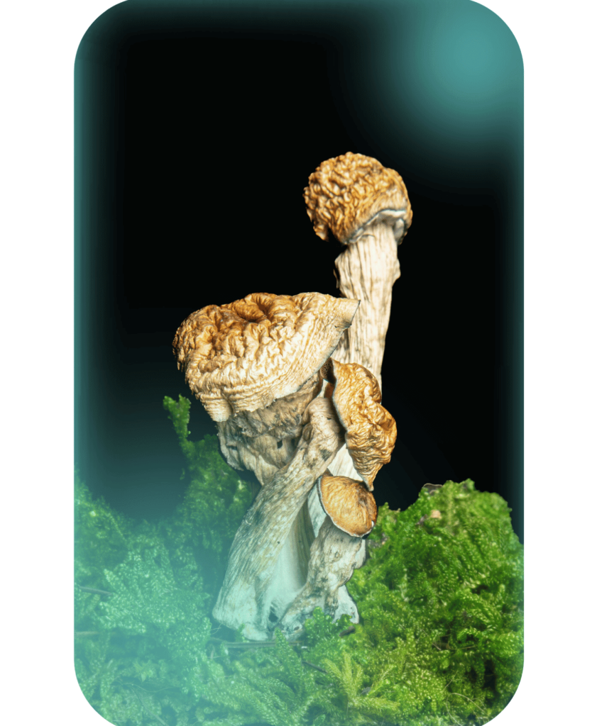 Buy Hillbilly Pumpkin, a powerful magic mushrooms strain from Wellshroomness DC, a trusted dispensary in Washington DC