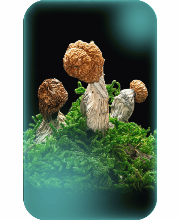 Buy Starburst Penis Envy, a powerful magic mushrooms strain from Wellshroomness DC, a trusted dispensary in Washington DC