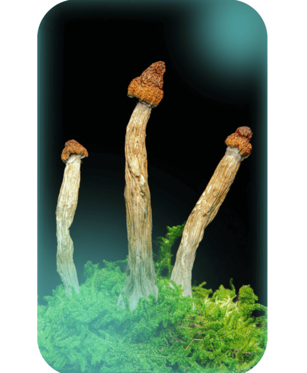 Buy Steel Magnolia, a powerful magic mushrooms strain from Wellshroomness DC, a trusted dispensary in Washington DC