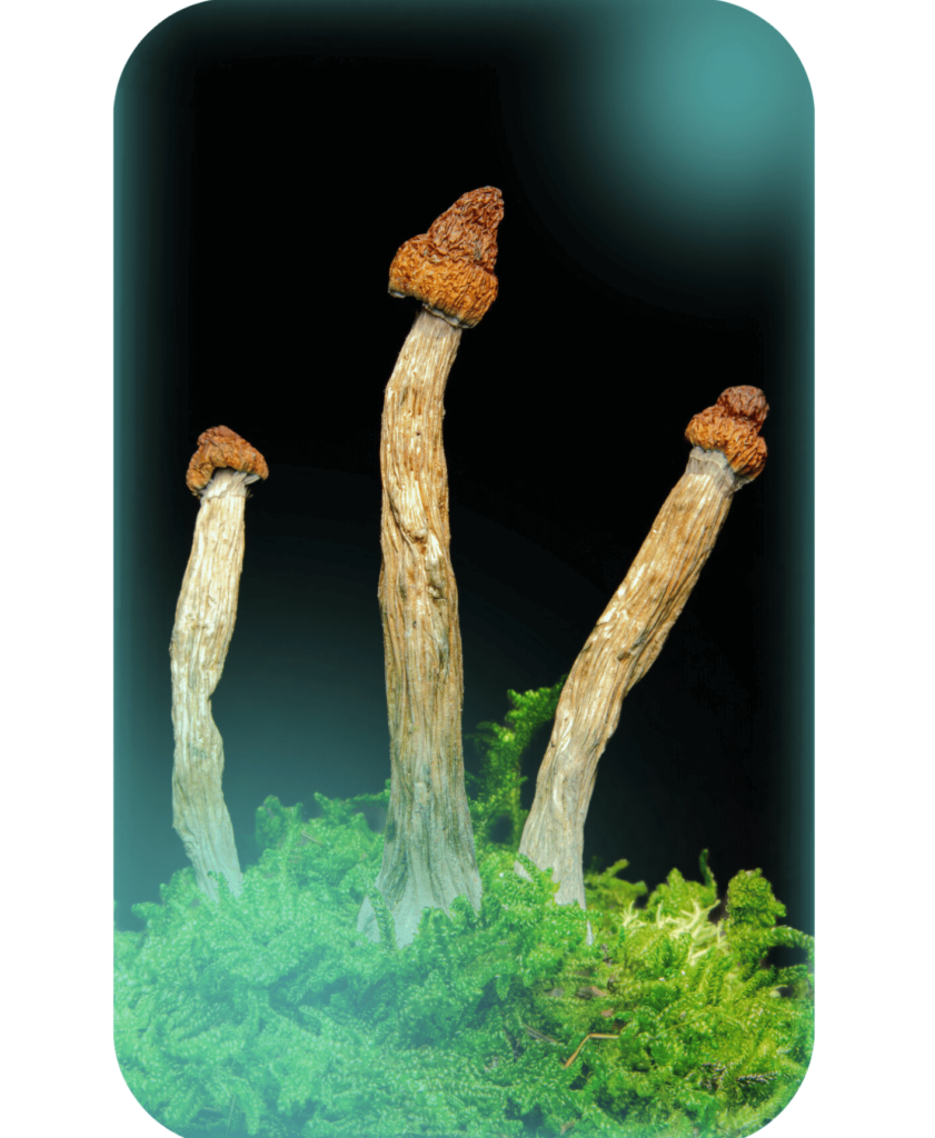 Buy Steel Magnolia, a powerful magic mushrooms strain from Wellshroomness DC, a trusted dispensary in Washington DC