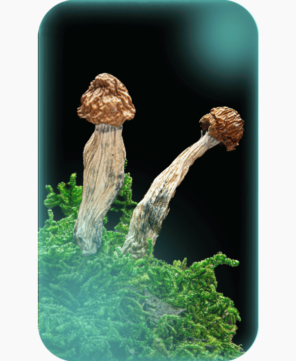 Buy Trinity, a powerful magic mushrooms strain from Wellshroomness DC, a trusted dispensary in Washington DC