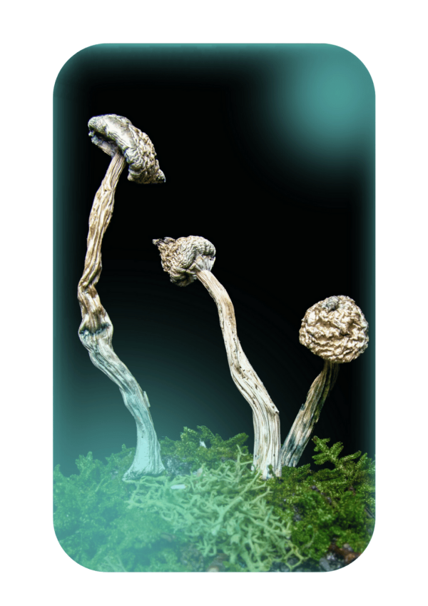 Buy Albino A+, a powerful magic mushrooms strain from Wellshroomness DC, a trusted dispensary in Washington DC