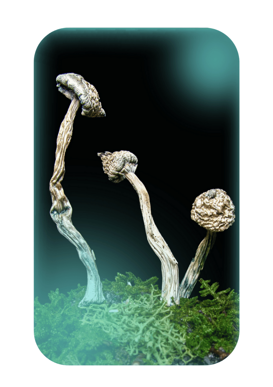 Buy Albino A+, a powerful magic mushrooms strain from Wellshroomness DC, a trusted dispensary in Washington DC