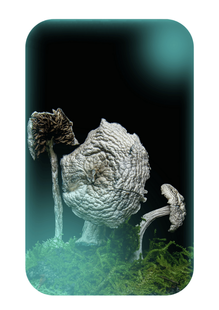 Buy Leucistic Machine Elf, a powerful magic mushrooms strain from Wellshroomness DC, a trusted dispensary in Washington DC