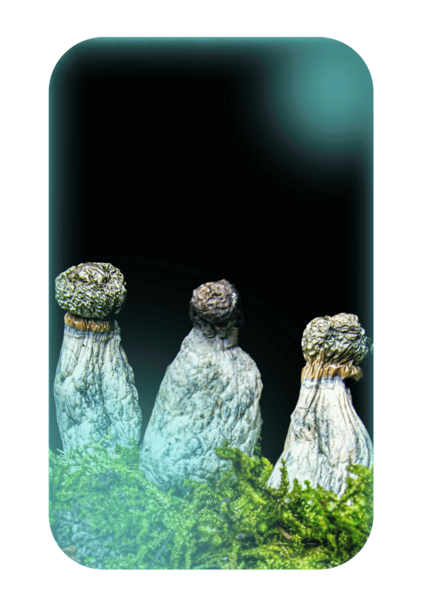 Buy Penis Envy Uncut, a powerful magic mushrooms strain from Wellshroomness DC, a trusted dispensary in Washington DC