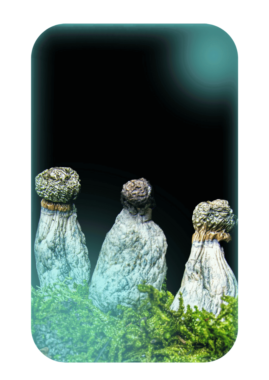 Buy Penis Envy Uncut, a powerful magic mushrooms strain from Wellshroomness DC, a trusted dispensary in Washington DC