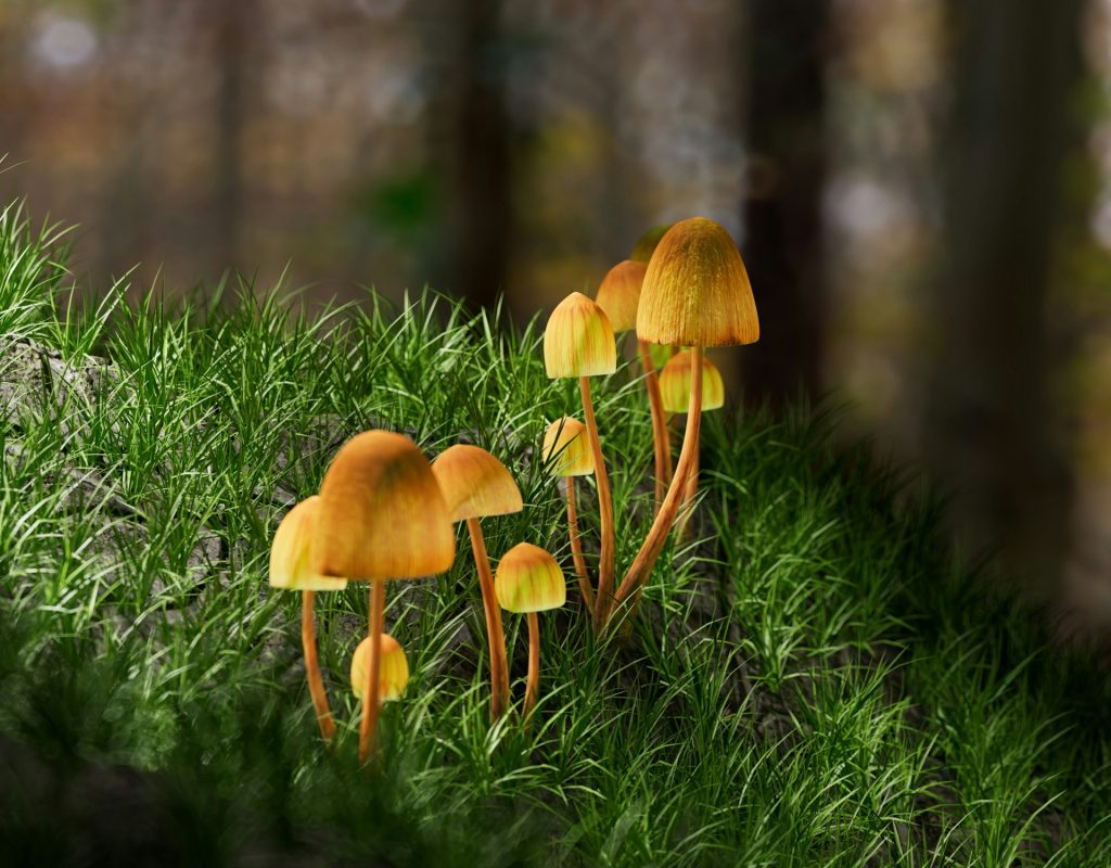 Psilocybin When to Take photo cover with magic mushrooms in a forest
