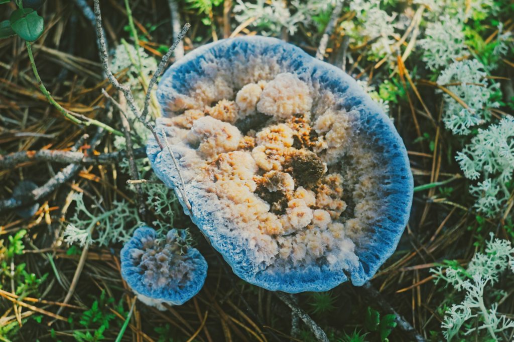 Can Shrooms Go Bad cover with blue moldy mushroom